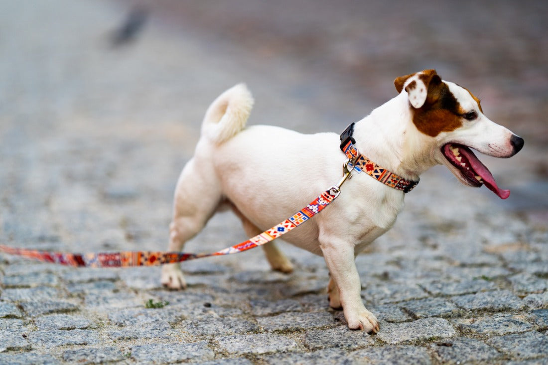 Quick Fastning Dog Collar - Boho